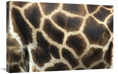 Global Gallery GCS-398161-2030-142 20 x 30 in. Rothschild Giraffe Deta