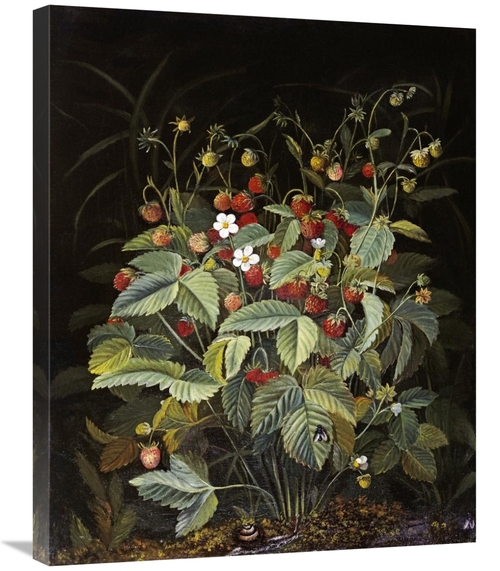 Global Gallery GCS-268353-30-142 30 in. Wild Strawberries Art Print - 