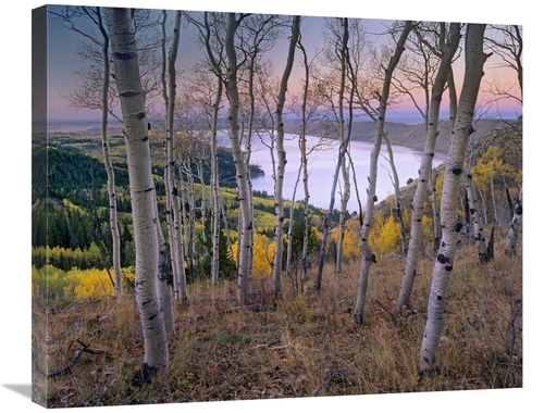 Global Gallery GCS-452231-2228-142 22 x 28 in. Aspen Forest Overlookin