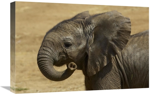 Global Gallery GCS-450883-1624-142 16 x 24 in. African Elephant Calf P