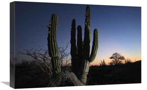 Global Gallery GCS-398095-1624-142 16 x 24 in. Cardon Cactus At Sunset