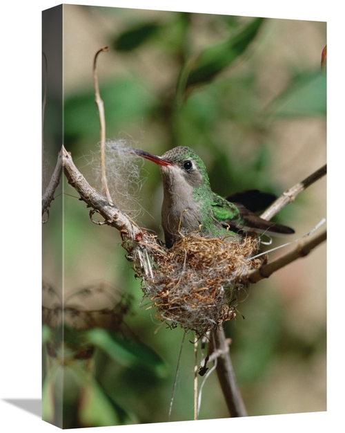 Global Gallery GCS-452538-1218-142 12 x 18 in. Broad-Billed Hummingbir