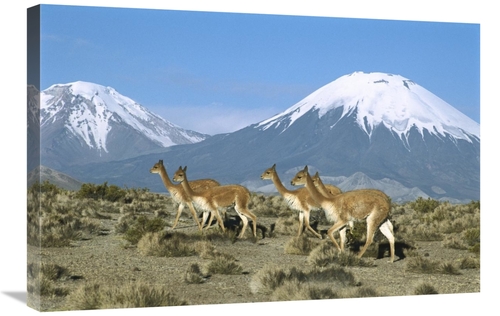 Global Gallery GCS-451647-2030-142 20 x 30 in. Vicuna Family in the An