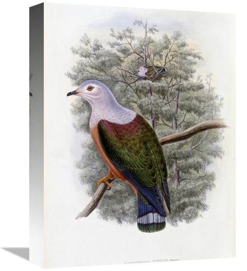 Global Gallery GCS-277758-16-142 16 in. Finschs Fruit-Pigeon Art Print