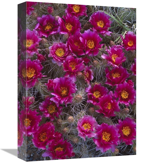 Global Gallery GCS-452074-1216-142 12 x 16 in. Grizzly Bear Cactus in 
