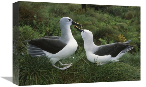 Global Gallery GCS-451791-1218-142 12 x 18 in. Yellow-Nosed Albatross 