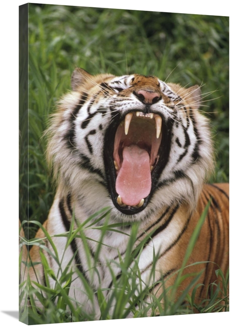 20 x 30 in. Bengal Tiger Yawning, Hilo Zoo, Hawaii Art Print -