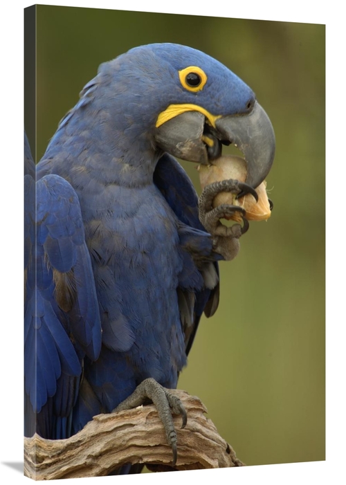 Global Gallery GCS-453150-2436-142 24 x 36 in. Hyacinth Macaw in Cerra