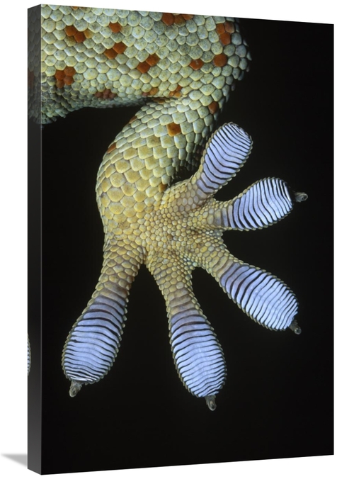 Global Gallery GCS-395366-2030-142 20 x 30 in. Tokay Gecko Underside D