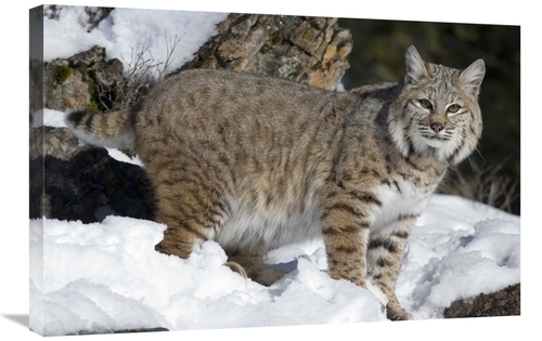 Global Gallery GCS-395397-2030-142 20 x 30 in. Bobcat in the Snow,