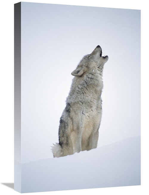 Global Gallery GCS-396375-1624-142 16 x 24 in. Timber Wolf Portrait