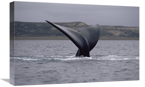 Global Gallery GCS-450654-1624-142 16 x 24 in. Southern Right Whale Ta