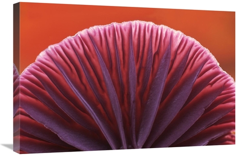 Global Gallery GCS-398270-2030-142 20 x 30 in. Amythest Deceiver Detai