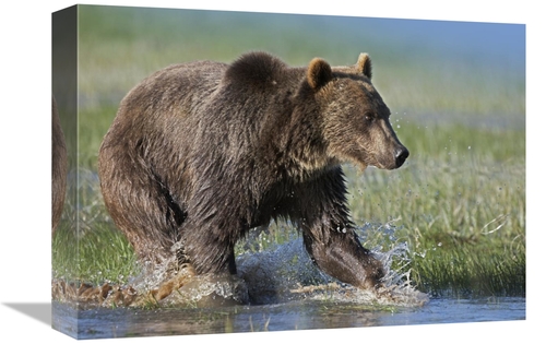 12 x 16 in. Grizzly Bear Running Through Water, North America Art 