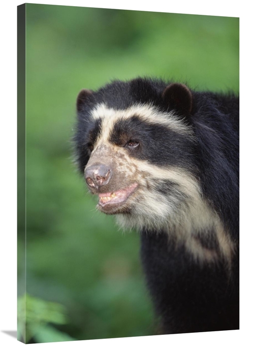 Global Gallery GCS-451463-2436-142 24 x 36 in. Spectacled Bear, Ce