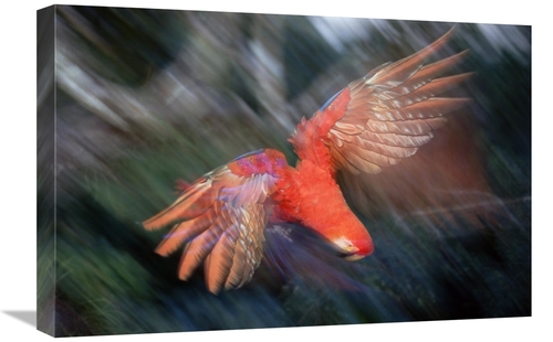 Global Gallery GCS-451495-1624-142 16 x 24 in. Scarlet Macaw Flying in