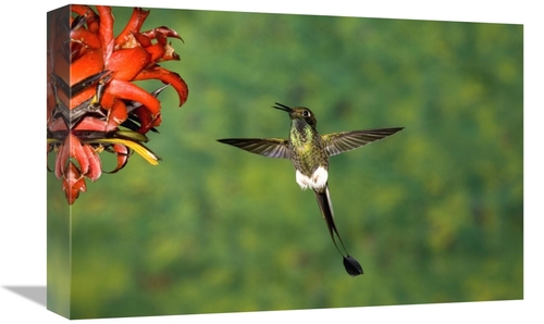 Global Gallery GCS-453339-1218-142 12 x 18 in. Booted Racket-Tail Humm