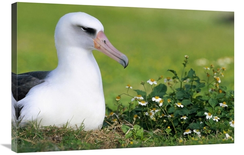 Global Gallery GCS-451419-2436-142 24 x 36 in. Laysan Albatross Nestin