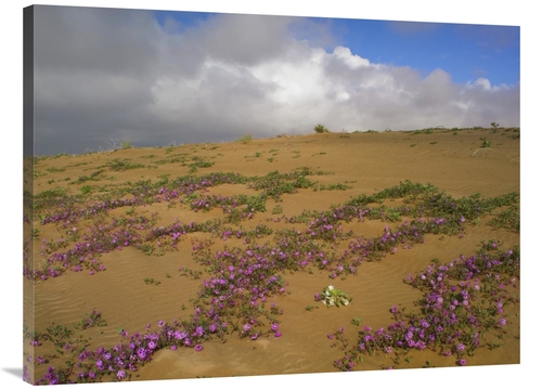 Global Gallery GCS-396407-3040-142 30 x 40 in. Sand Verbena Growing
