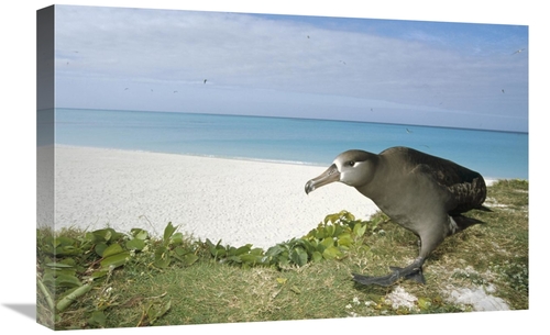 Global Gallery GCS-451441-1624-142 16 x 24 in. Black-Footed Albatross 