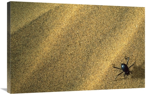 Global Gallery GCS-450960-2436-142 24 x 36 in. Darkling Beetle Collect