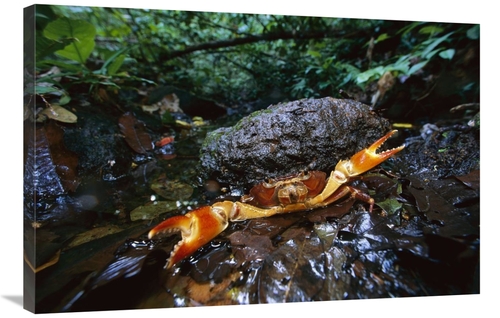 Global Gallery GCS-398552-2436-142 24 x 36 in. Short-Tailed Crab in De