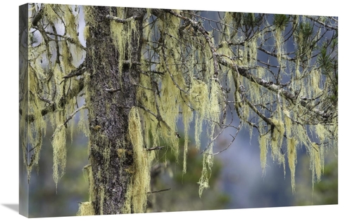 Global Gallery GCS-453616-2030-142 20 x 30 in. Pine Trees Covered with