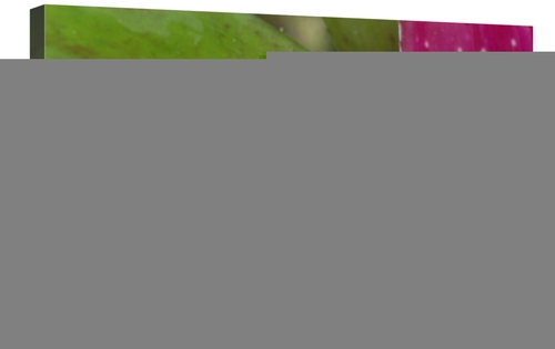 Global Gallery GCS-397648-2030-142 20 x 30 in. Harlequin Poison Dart F