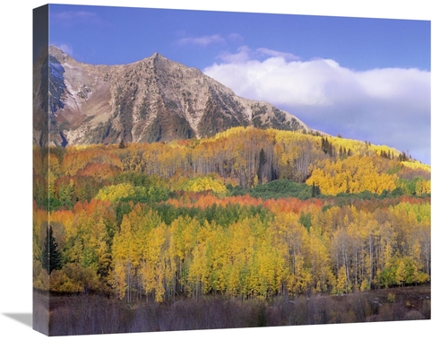 Global Gallery GCS-397009-22-142 22 in. Quaking Aspen Forest in Autumn