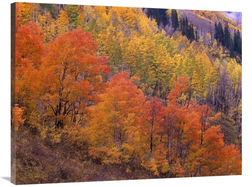 Global Gallery GCS-396989-3040-142 30 x 40 in. Aspen Grove in Fall Col