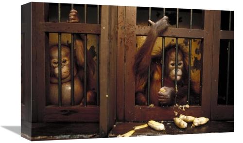 Global Gallery GCS-452476-1218-142 12 x 18 in. Orangutan Baby in Rehab