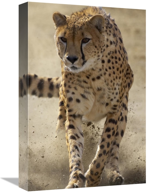 Global Gallery GCS-450867-1218-142 12 x 18 in. Cheetah Running, Th