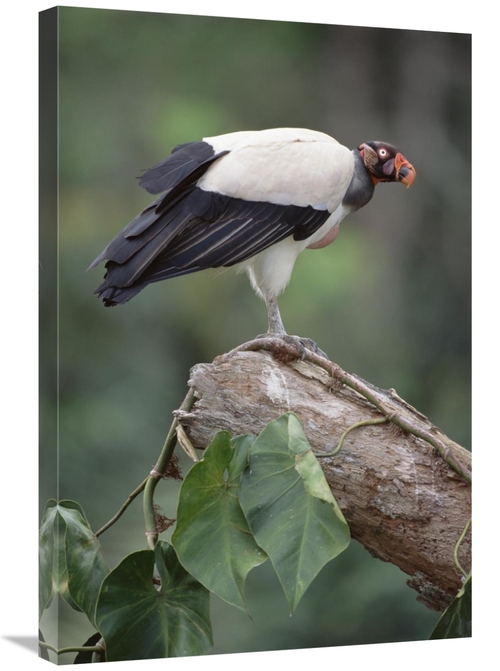 Global Gallery GCS-451215-2030-142 20 x 30 in. King Vulture, Tambo