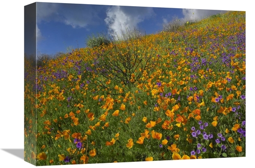 Global Gallery GCS-396951-1216-142 12 x 16 in. California Poppy & Dese