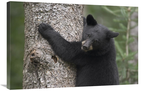 Global Gallery GCS-395422-2436-142 24 x 36 in. Black Bear Cub in Tree 