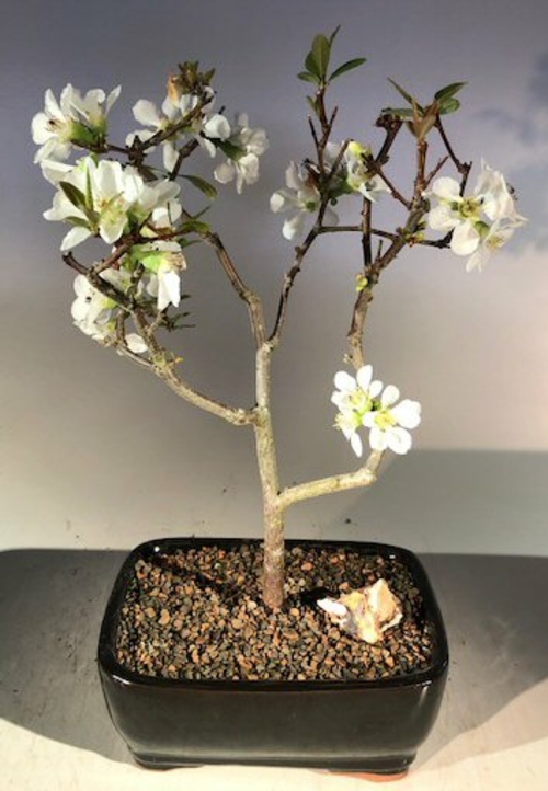 Japanese Flowering Quince Bonsai Tree(chaenomles 'toyo-nishiki')