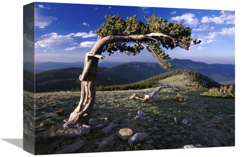 Global Gallery GCS-396048-1216-142 12 x 16 in. Bristlecone Pine, M