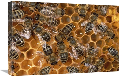 Global Gallery GCS-452362-1624-142 16 x 24 in. Honey Bee Colony on Hon