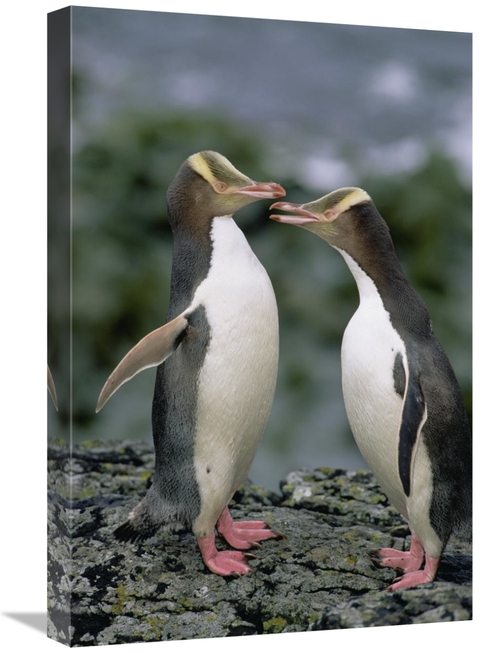 Global Gallery GCS-452458-1624-142 16 x 24 in. Yellow-Eyed Penguins Co