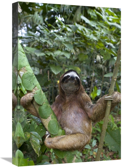 Global Gallery GCS-395849-1624-142 16 x 24 in. Brown-Throated Three-To