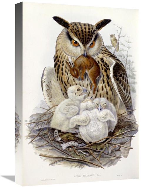 Global Gallery GCS-268028-22-142 22 in. A Great Owl & Chicks Art Print