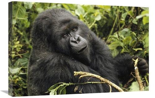 Global Gallery GCS-452777-2030-142 20 x 30 in. Mountain Gorilla Lookin