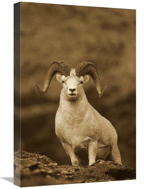 Global Gallery GCS-453676-1624-142 16 x 24 in. Dalls Sheep Ram on Rock