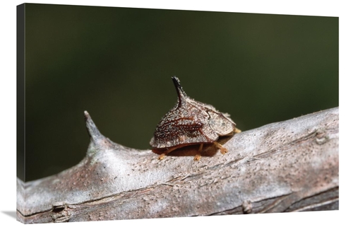 Global Gallery GCS-452526-2436-142 24 x 36 in. Insect Camouflaged As T