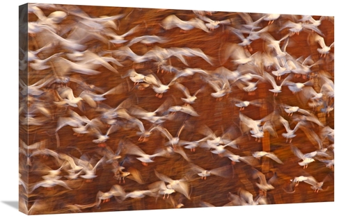 Global Gallery GCS-397592-2030-142 20 x 30 in. Great Black-Backed Gull