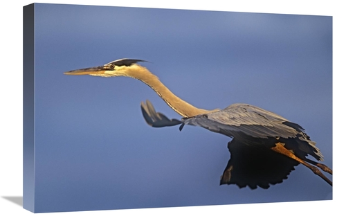 Global Gallery GCS-396091-1624-142 16 x 24 in. Great Blue Heron Flying