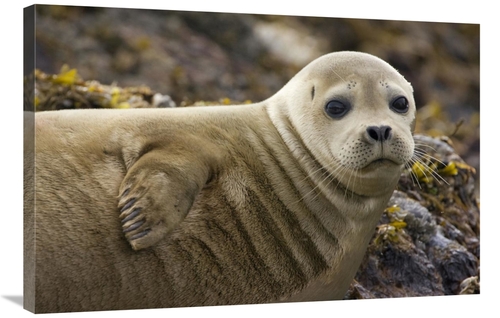 Global Gallery GCS-395813-2436-142 24 x 36 in. Harbor Seal Portrait&#4