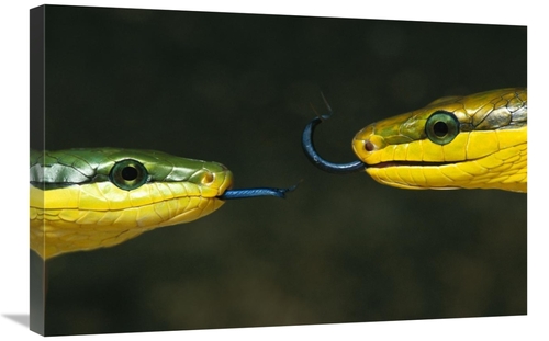 Global Gallery GCS-397507-2030-142 20 x 30 in. Colubrid Snake Two Maki