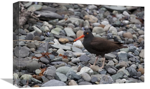 Global Gallery GCS-395463-1218-142 12 x 18 in. Black Oystercatcher&#44