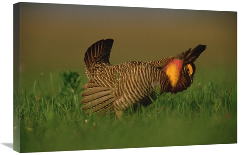 Global Gallery GCS-396749-2030-142 20 x 30 in. Greater Prairie Chicken